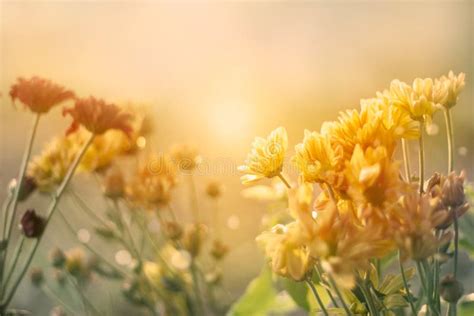 Flowers Field At Sunset In Pastel Vintage Color Tone Style Stock Photo