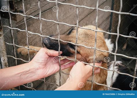Cute Homeless Dogs In The Animals Shelter Stock Photo Image Of Canine