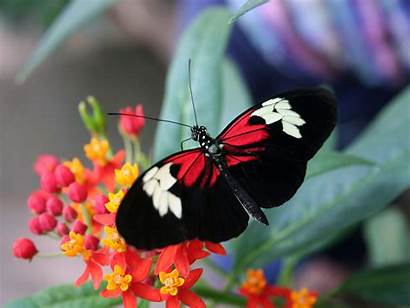 Tropical Butterflies Butterfly Wallpapers Exotic Flowers Rainforest