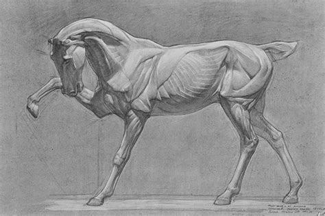 17 Best Images About Horse Anatomy On Pinterest Animal Drawings