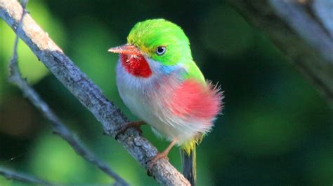 12 Most Adorable Cutest Birds In The World 4 Ever Green