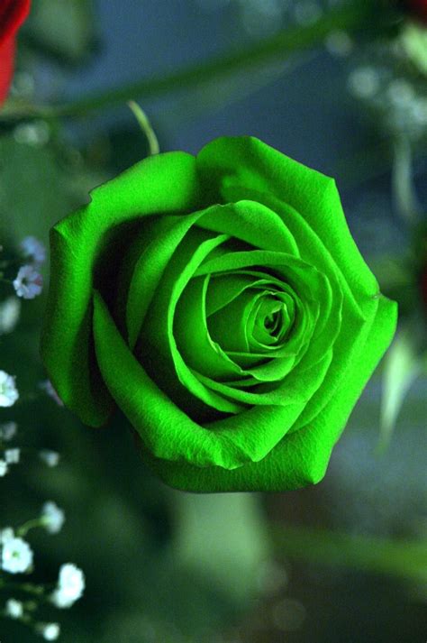 Green Roses Wallpapers Top Free Green Roses Backgrounds Wallpaperaccess