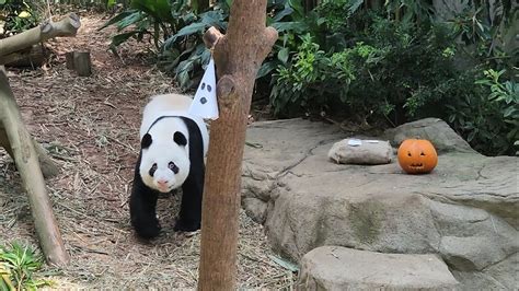 20231031 Giant Panda Kai Kai 凯凯 Halloween Enrichment River Wonders