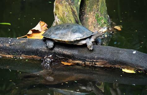 Yellow Spotted Amazon River Turtle Podocnemis Unifilis Sep 16th