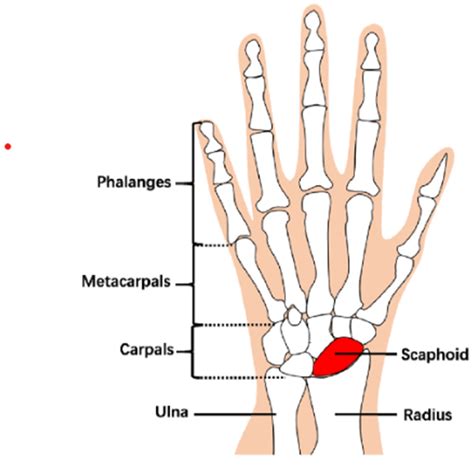 Scaphoid Bone Anatomy Function Muscle Attachment
