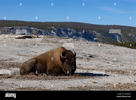 American Bison At Yellowstone National Park Stock Photo Alamy