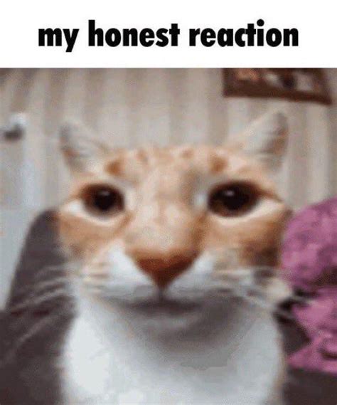 Honest Reaction Cat My Honest Reaction Know Your Meme