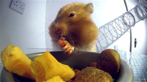 X Rays Demonstrate How Much Food Hamsters Can Stuff Into Their
