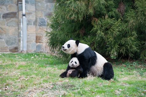 Pregnant Pause Panda Pregnancy Is A Game Of Wait And See Science Friday
