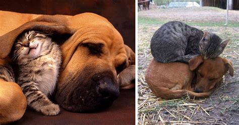 15 Pics Proving That Cats And Dogs Can Be Best Friends Bored Panda