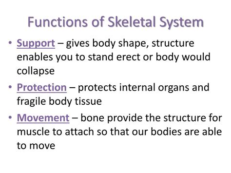 Ppt Functions Of Skeletal System Powerpoint Presentation Free
