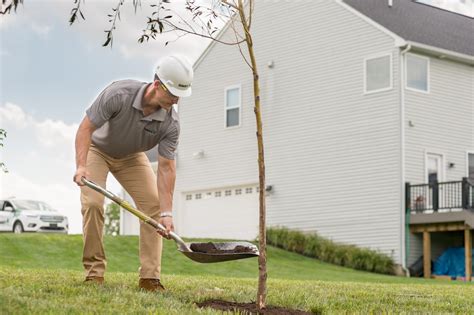 Tips To Take Care Of The Trees In Your Property