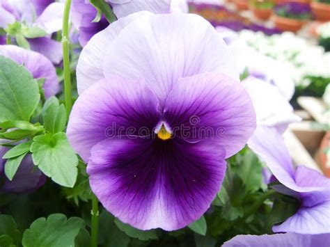 Purple Flower Pansies Closeup Of Colorful Pansy Flower Stock Image