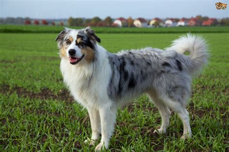 Australian Shepherd Dog Breed Facts Highlights And Buying Advice