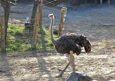 Md Zoo ~ Ostrich Strut Hff Karen Mallonee Flickr