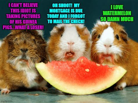 Random Thoughts Of Guinea Pigs Eating Watermelon Imgflip