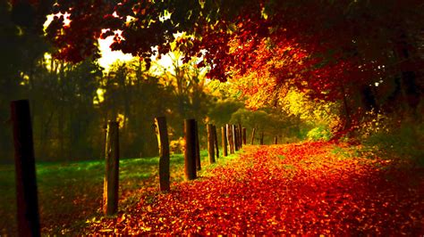 Red Autumn Scenery Wallpaper 1920x1080 31547