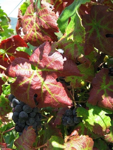Fs1260 Red Leaves In The Vineyard Biotic And Abiotic Causes Rutgers