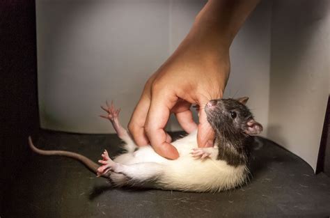 Tickled Rats Reveal Brain Structure That Controls Laughter Science Aaas