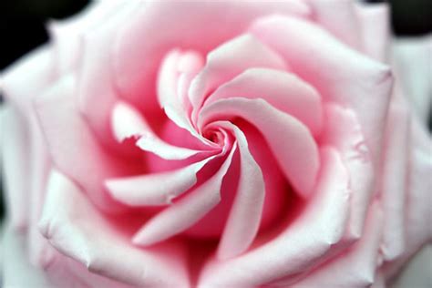 Mother Natures Perfection What An Amazingly Perfect Rose Flickr