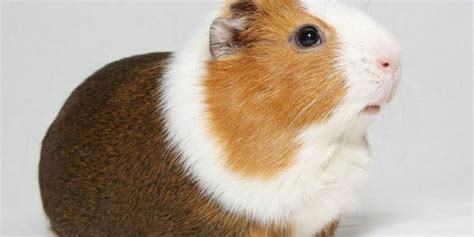 Pin On Guinea Pig Breeds