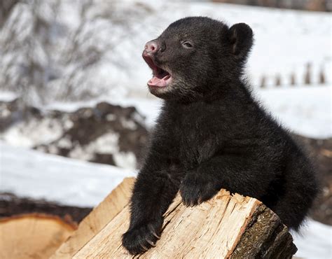 Black Bear Cub On Log Bearwise