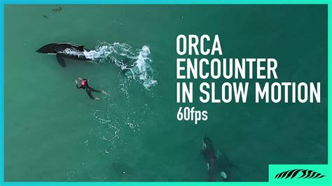 Incredible Orca Encounter In Slow Motion 60fps Youtube
