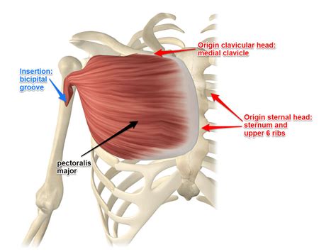 Apr 12, 2018 · the image below to shows all the major back muscles (as well as some neck muscles): Pectoralis Major Muscle Its Attachments and Actions | Yoganatomy