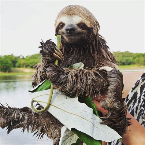 Hi Im A Cute Sloth But When Wet I Become The Thing Of Nightmares