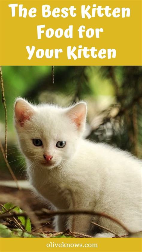 The best food for kittens from birth up to around 3 or 4 weeks of age is their mother's milk. Best Kitten Food for Your Little Feline: 2020 Edition ...