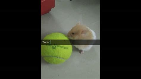 Cute Hamster Playing With Tennis Ball Youtube
