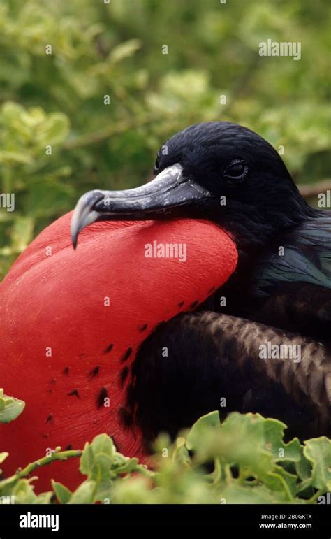 Ecuadorgalapagos Islands Tower Island Frigate Bird Colony Male With