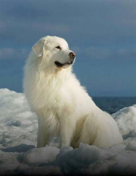 This Great Pyrenees Is Looking Magnificent On A Beautiful Snowy Day