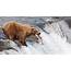 Animals Plants Rainforest Brown Bears On Kodiak Island Alaska