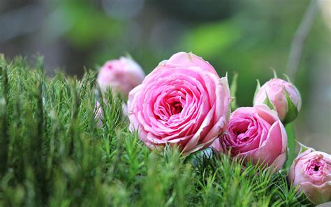 Download Wallpapers Pink Roses Green Grass Beautiful Pink Flowers