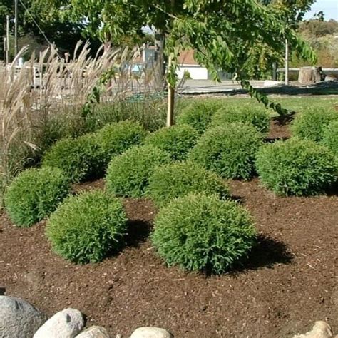 Mr Bowling Ball Arborvitae 3 Gallon Landscaping With Rocks Front