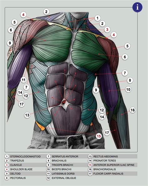 Torso Model Anatomy Labeled Male Torso Muscle Anatomy Labeled Cutaway Images And Photos Finder