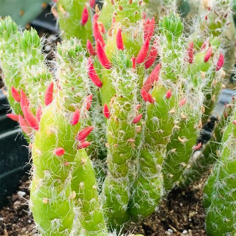 Desert Snow Pine Opuntia Red Eves Pin Cactus Etsy