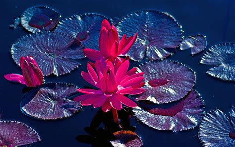 Pink Water Lilies Photograph By Brian Kerls