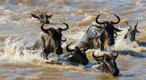 Wildebeests Are Crossing Mara River Great Migration Kenya Tanzania
