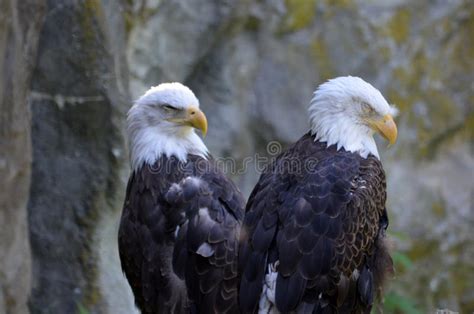 Great Pair Of American Bald Eagles With Hooked Beaks Stock Image