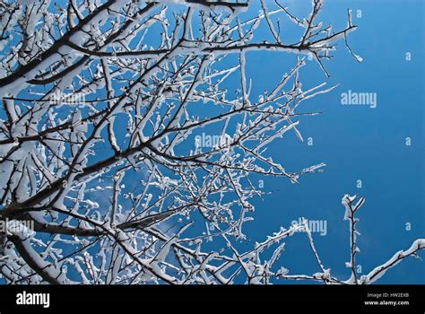 Tree In Winter With Ice And Snow Burr Oak Quercus Stock Photo Alamy