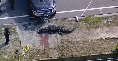 florida officials kill 13 foot alligator seen carrying human body the red onlooker