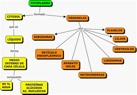 Mapa Conceptual Sobre La Célula Citoplasma Biología Celular
