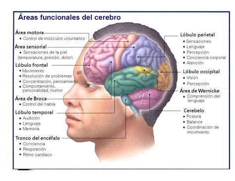 El Cerebro Y Sus Funciones Cerebro Humano Anatomia Del Cerebro