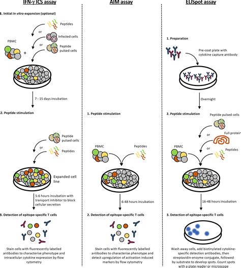 Frontiers T Cell Epitope Discovery In The Context Of Distinct And