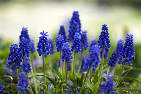 Blue Spring Flowers Uk Top Beautiful Types Of Blue Flowers With