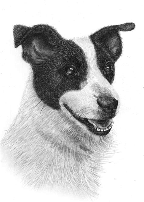 Muscle car sketches auto art page 9 team bhp. Pencil Drawing of Jack Russell | Pencil Sketch Portraits
