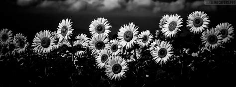 Sunflower Field Black And White Facebook Cover Photo