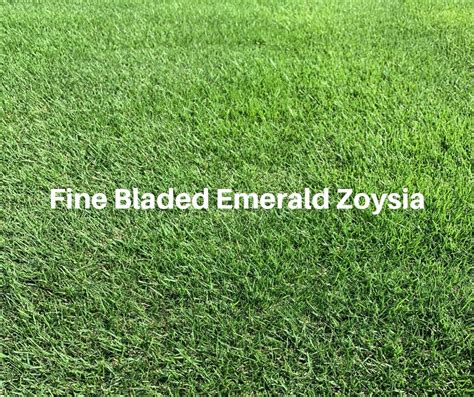 Why Pick Emerald Zoysia Grass Houston Pearland Sugar Land Tx